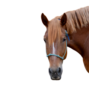 A chestnut horse head with a strip and green halter.
